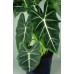  Alocasia amazonica Indoor Plant